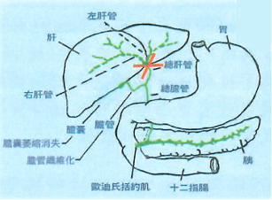 膽胃圖